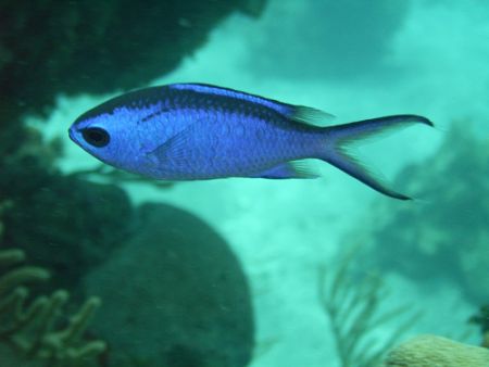 Blue Chromis by Lora Tucker 