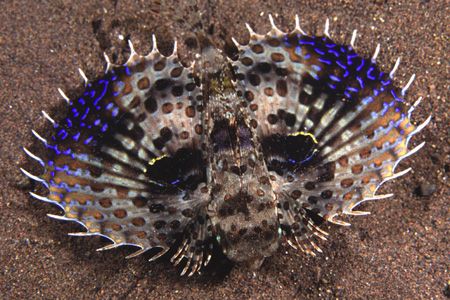 Fake eye spots on a juvenile Flying Gurnard by Richard Smith 