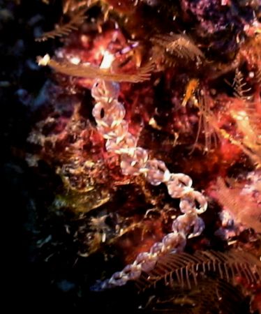 Beautiful almost transluscent nidi
(I am not sure Specie... by Marylin Batt 