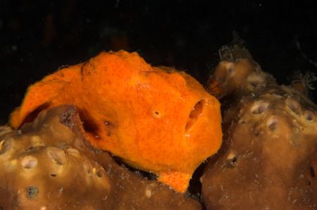 Taking it easy in Lembeh..... Orange frogfish resting. by Simon Pickering 