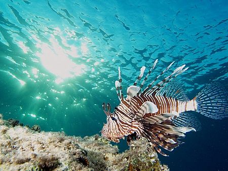 Lionfish taken at Sharksbay on late afternoon dive with E... by Nikki Van Veelen 