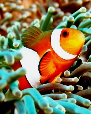 Heads up! Clown fish posing for the camera...taken at Tio... by Mohan Thanabalan 