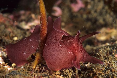 Sea hare. St Abbs. Scotland.
F50, 60mm. by Derek Haslam 