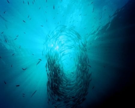 Schooling Baracuda near Mary Island in the Solomons. Niko... by Marylin Batt 
