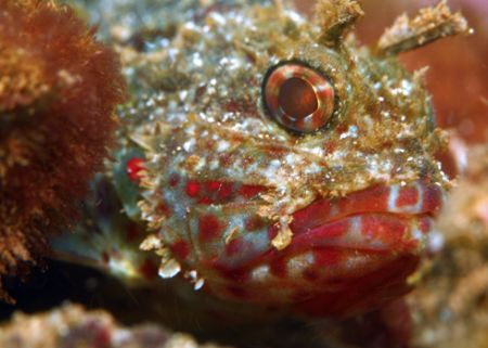 Juvenile Scorpionfish. Photo taken in Waialua, HI. 4 ft o... by Mathew Cook 