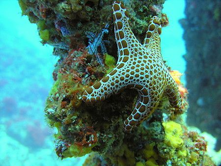 Star fish on the Cementco wreck. by Trevor Tame 