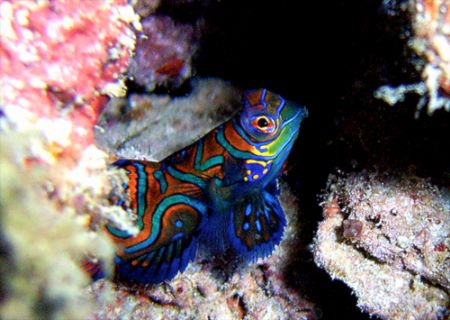 Mandarinfish. Kapalai, Borneo. 2006. Sea and Sea DX80000.... by Leigh Chapman 