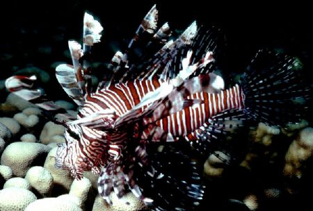 'ZEBRA FIREFISH' Known by a variety of names throughout t... by Rick Tegeler 