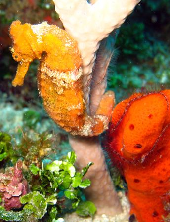 Seahorse taken with Canon A620 with internal flash, pictu... by Brian Jackson 