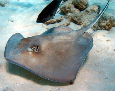 Stingray at Corral Gargend reef- Olypus Sp-350 by Andrew Kubica 