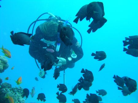 House Reef, Hilton Hotel,Nuweba by Kevin Hewitt-Devine 
