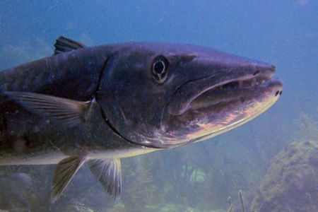 This barracuda was at least 5 feet long. Taken at Key Lar... by David Heidemann 