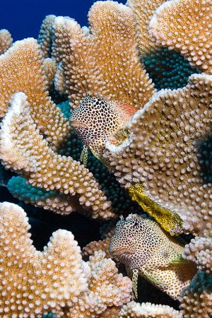 Leopard blennies have eye-crossing camouflage that helps ... by Kristin Anderson 
