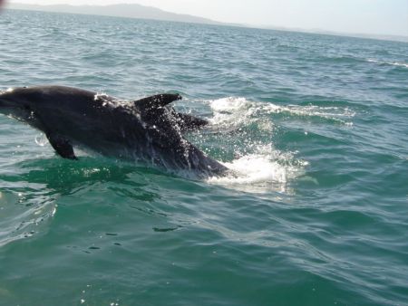 dolphins playn in the sun at cape kari kari by Michael Langwell 