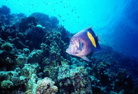 African Angel Fish, Jackson Reef, Strait of Tiran, Sharm ... by Erich Reboucas 