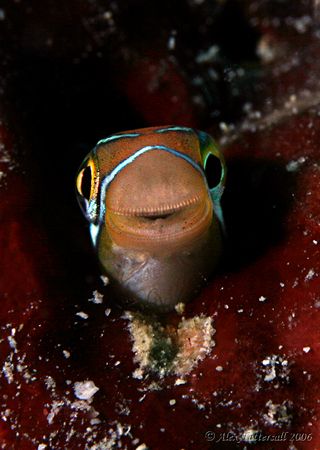 Canon 400D test run.. smiley face of the fangblenny.... 6... by Alex Tattersall 