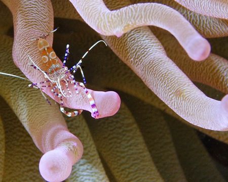 Anemone Shrimp hanging out in Bonaire.
 by Lee Marple 