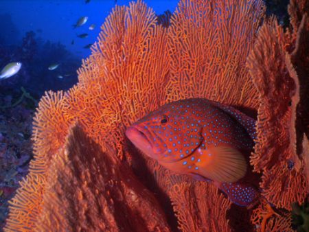 Grouper inside fan taken with DC 500 by Patrick Neumann 
