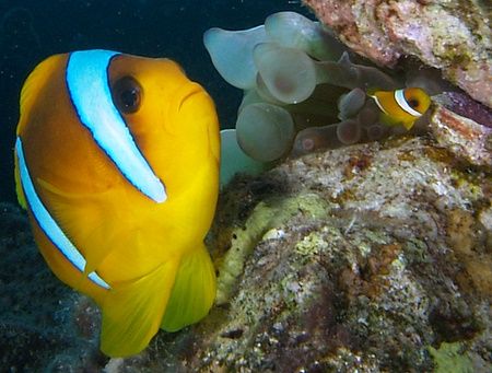 Adult and juvenile Clownfish taken at Sharksbay with E300. by Nikki Van Veelen 