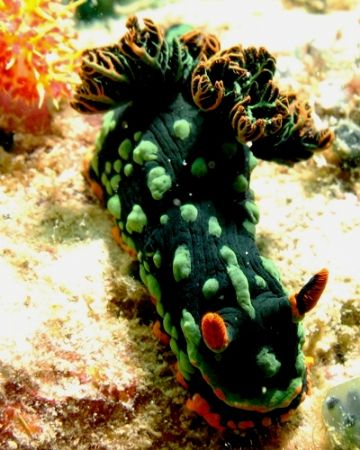 Kurbane's nembrotha...taken at Dayang Island by Mohan Thanabalan 