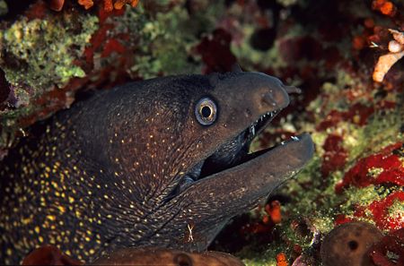 Moray ell. F50, 60mm.
Menorca. by Derek Haslam 