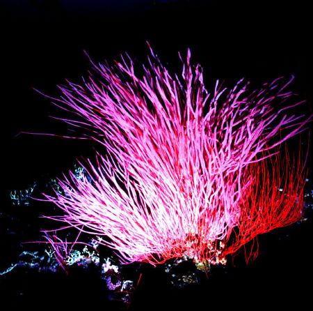 'RED MOOD' Red sea whips, night dive, Kimbe Bay. Walindi ... by Rick Tegeler 