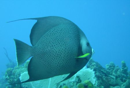 Grey Angelfish by Lora Tucker 