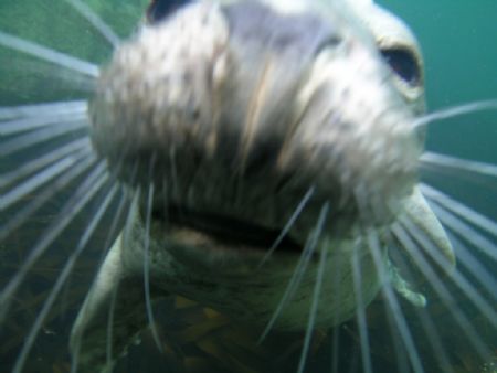 Grey Seal Farne Islands by Kevin Hewitt-Devine 