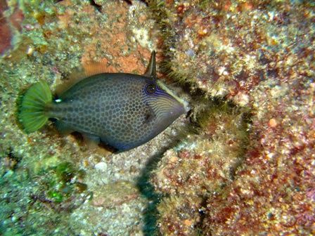 Unicorn fish taken during Shark Bonanza using direct flas... by Peter Dreyer 