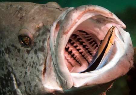 Rankin Cod with Cleaner. D2x 105mm by Rand Mcmeins 