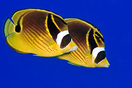 Pair of raccoon butterflyfish. Canon 20D, Canon 60mm macr... by Kristin Anderson 
