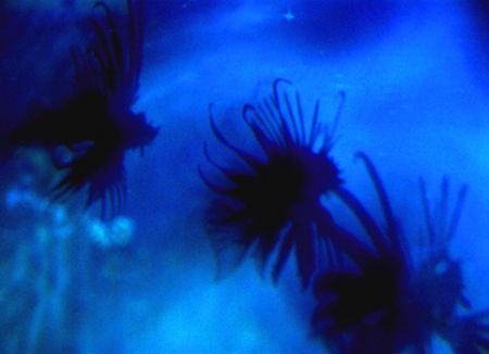 shadows of lion fish on a wall - something a bit more abs... by Fiona Ayerst 