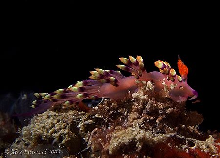 Flabolina Exoptata nudi in Mabul.. e900 again.. two macros.. by Alex Tattersall 