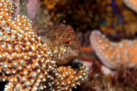 Painted greenling having a siesta on a starfish in La Buf... by Dallas Poore 