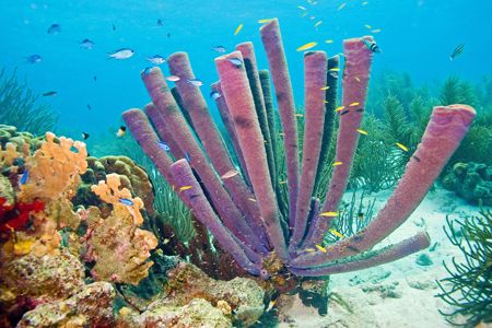 I really enjoy all the soft coral and abundance of fish i... by Lee Marple 