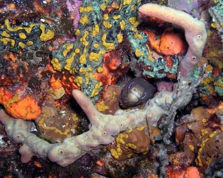 Goldentail moray eel taken with an Olympus Camedia in Jap... by Anna Wright 