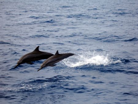 The welcome committee as we sailed into The Ninigo Island... by Stephan Gosselin 