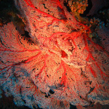 Red gorgone shot in the lagoon of New Caledonia near Hien... by Christophe Maes 