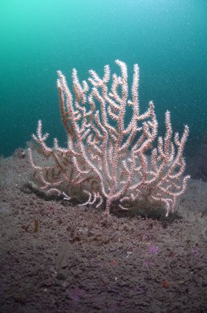 Pink sea fan. Cornwall. D200, 16mm. by Derek Haslam 