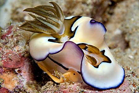 Chromodoris coi nudibrach laying egg spriral on Ningaloo ... by Kristin Anderson 