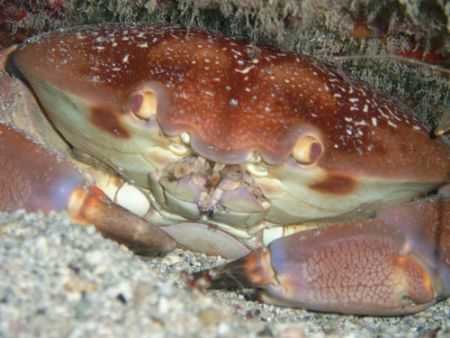 Crabby by Lora Tucker 