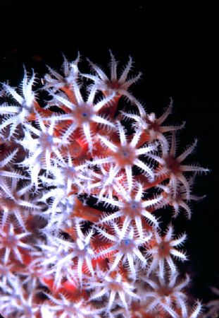 'SOFT CORAL STUDY' Close up and personal with soft coral ... by Rick Tegeler 