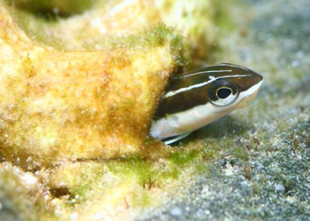Tubeworm Blenny. Taken at Sharks Cove, Oahu. % ft of wter... by Mathew Cook 