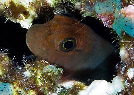 I believe this little guy is a dark-headed goby. NikonD70... by Larissa Roorda 