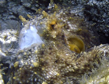 This octapus met a muray litteraly face to face, but it w... by Athanasios Arapis 