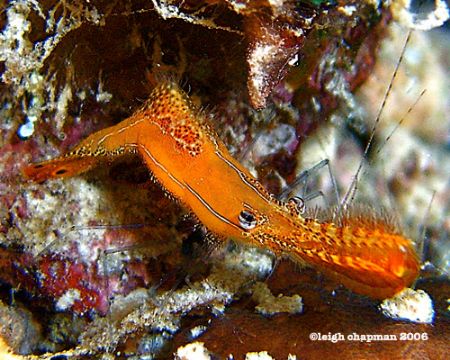 Night dive. An orange speck on my LCD. After download, no... by Leigh Chapman 
