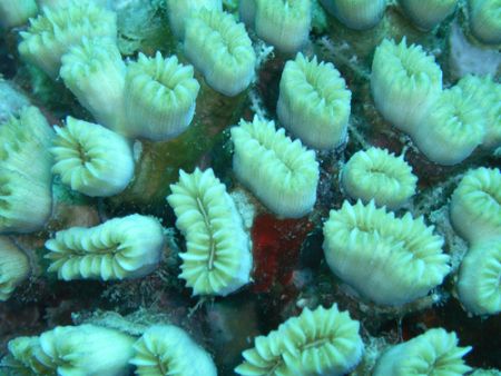Smooth Flower coral by Lora Tucker 
