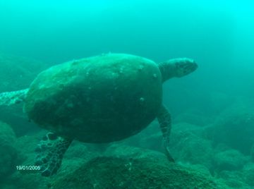turtle by Kaj Toivola 