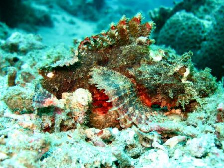 My first UW Photo - Scorpion Fish - Taken at Twin Rocks d... by Arthur Castillo 