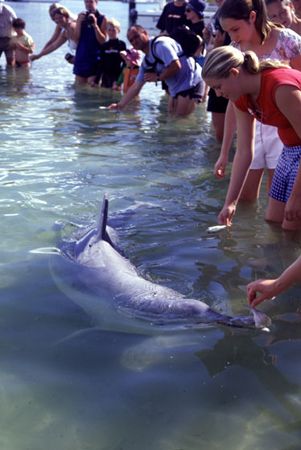 Wild Indo-Pacific Humpback Dolphin that comes in to feed ... by Richard Smith 
